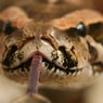 snakehunter45