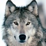 BlackWolf89