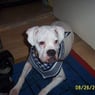 Balu30455
