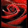 Rose13