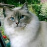 birmakatze