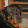 Rottweiler61