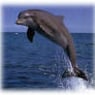 delphin91