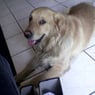 buffy1008