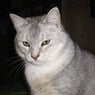 Pulle52