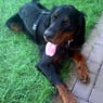 Libelle