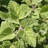 Honigblume74
