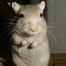 freemouse