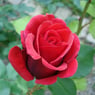 annerose20