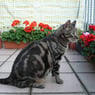 Tigerkatzi