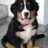liebling44de