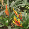 Ramblume