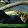 Jaguarxx