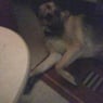 Alf88
