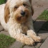 cooper1