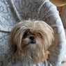 CuteSue