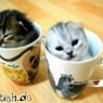 Cat2002