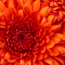 floren60