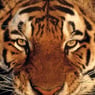 TIGERKNALLI