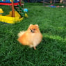 balu
