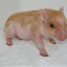 ferkelchen72