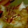 tabsi007