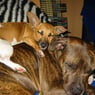 scullypups