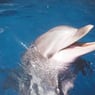 Darkdelphin