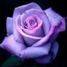 Rose1967