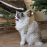 janinew
