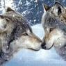 wolf31
