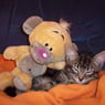tibsykatze