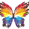 hcbutterfly