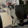 Linnikatze