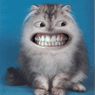 Catman35