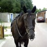 Princess95