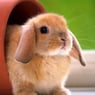 Hasi4
