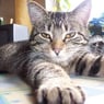 shiva44