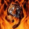 Shadowtiger