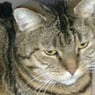 catlady71