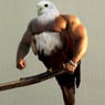 Anjo72