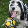 balu111rot
