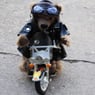 Teddy63