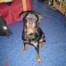 rottihunde