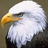 eagle1