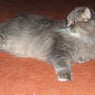 Gismo04