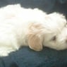 pebbles0911