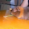Kokki