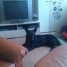 cloodia2004