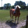 5872reiten
